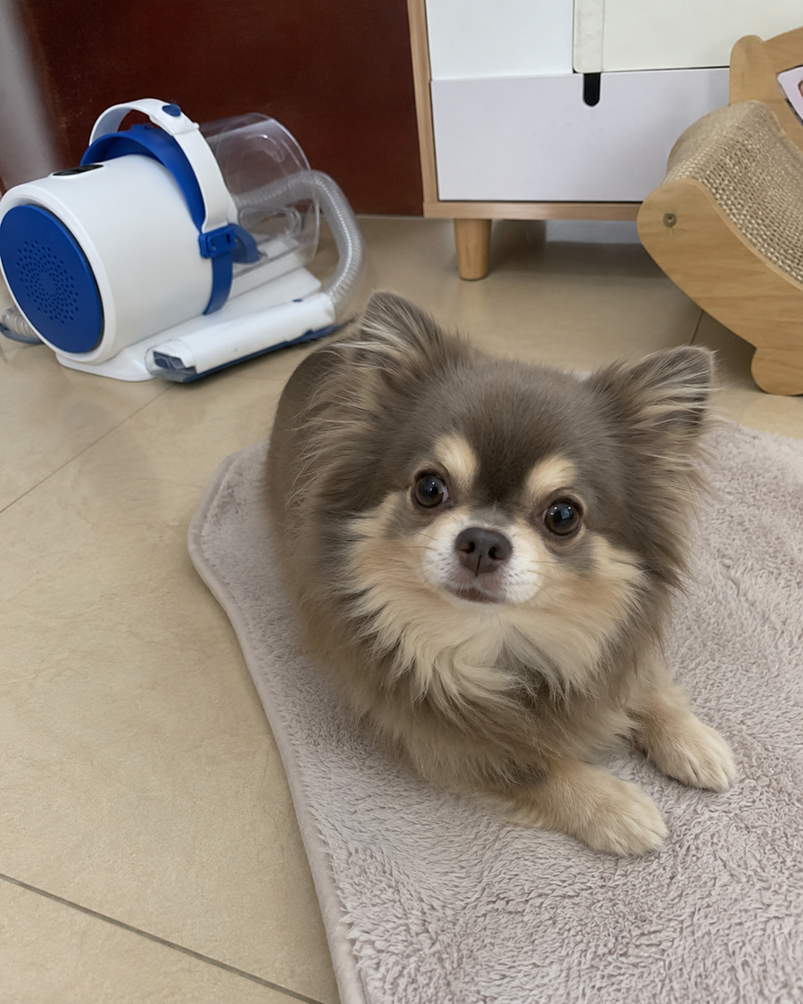 Pet grooming at home